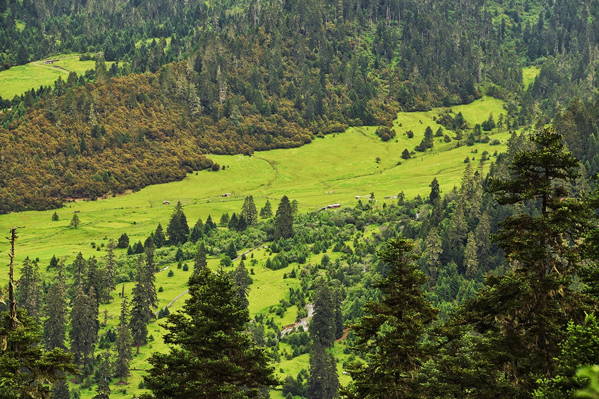 Lulang Forest
